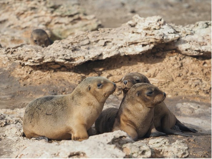 Ivermectin could help save the endangered Australian sea lion