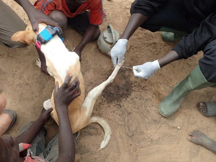 Dog being treated for Guinea worm