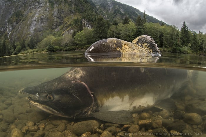 Melting glaciers could produce 1,000s of kilometers of new Pacific salmon habitat by 2100
