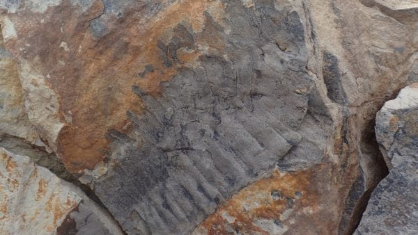 Millipedes ‘as big as cars’ once roamed England