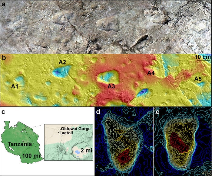 Model of Laetoli Site A using photogrammetry showing five hominin footprints (a); and corresponding contour map of the site at Laetoli, Tanzania, generated from a 3D surface scan (b); map showing Laetoli, which is located within the Ngorongoro Conservation Area in northern Tanzania, south of Olduvai Gorge (c); topographical maps of A2 footprint (d) and A3 footprint (e).