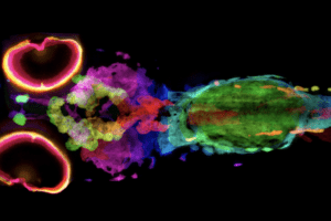 New Technique Visualizes Every Pigment Cell of Zebrafish in 3D