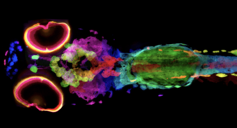 New Technique Visualizes Every Pigment Cell of Zebrafish in 3D