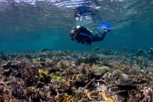 A restored reef, 3 years after installing Reef Stars. (credit The Ocean Agency)