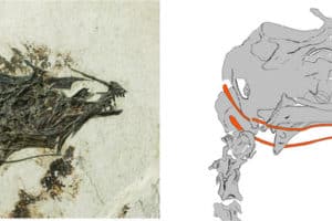 Photograph and drawing of the skull of the extinct Cretaceous enantiornithine bird Brevirostruavis macrohyoideus, with the curved bones of the long tongue highlighted in orange