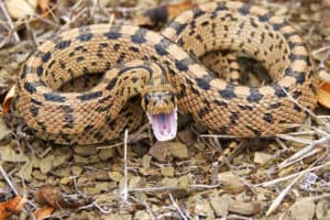 Snake and mammal venoms share common origin