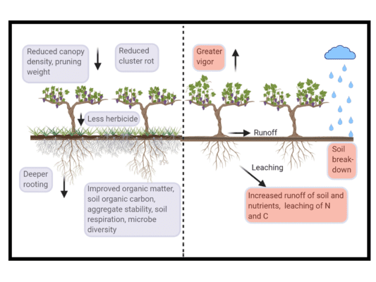 This diagram shows the impact of soil management utilizing under-vine vegetation vs. bare soil, on grapevines and soil. The violet boxes represent ecosystem services in vineyards with high-vigor potential; red boxes represent ecosystem disservices. Credit: Michela Centinari/Penn State . All Rights Reserved.