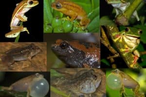 Mosaic of frog photos.