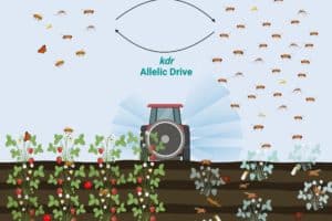 Reversing insecticide resistance with a new type of gene-drive system: Treatment of fields with insecticides leads to the emergence of insecticide-resistant insect pests and reduced diversity of beneficial insects. A new proof-of-principle study published in Nature Communications shows that gene drives engineered to bias inheritance called allelic-drives can be applied in the absence of pesticide treatment to restore insecticide susceptibility and balanced natural levels of insect populations.