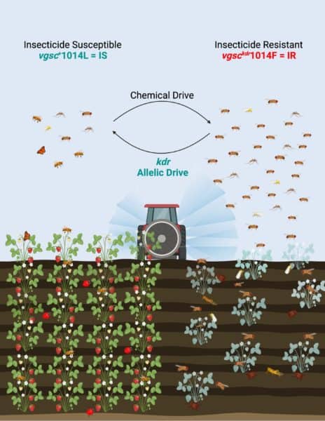 Reversing insecticide resistance with a new type of gene-drive system: Treatment of fields with insecticides leads to the emergence of insecticide-resistant insect pests and reduced diversity of beneficial insects. A new proof-of-principle study published in Nature Communications shows that gene drives engineered to bias inheritance called allelic-drives can be applied in the absence of pesticide treatment to restore insecticide susceptibility and balanced natural levels of insect populations.