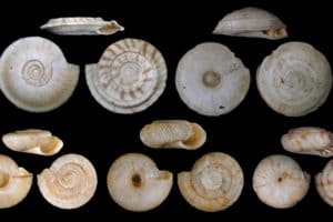 Shells of land snails from Rurutu (Austral Islands, French Polynesia) - recently extinct before they were collected and described scientifically. Credit: O. Gargominy, A. Sartori.