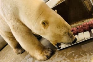 A captive Polar Bear in the Columbus Zoo and Aquarium in Powell, OH, shows identical fat, carbohydrate/ protein ratio preferences with polar bears in the wild as it selects from purified lard blocks and blocks of seal meat. Photo courtesy of Devon Sabe, Columbus Zoo.