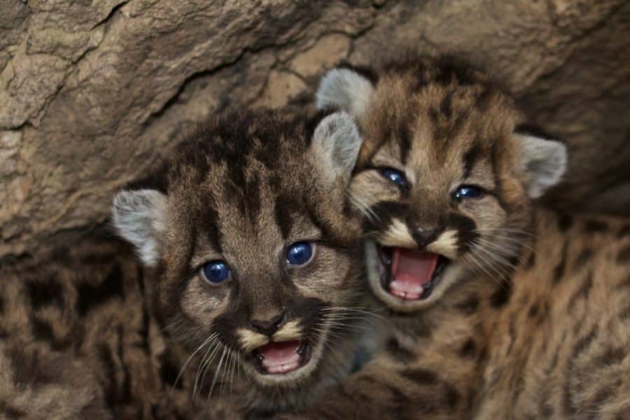 Southern California mountain lions show first reproductive effects of inbreeding