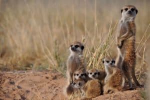 New research finds that testosterone-fueled aggression by the matriarch is a crucial part in the evolution of cooperation in meerkat societies. Photo: Charli Davies