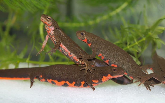 Scarless salamanders may point way for human beauty