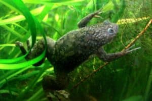 A normal African clawed frog. “It’s exciting to see that the drugs we selected were helping to create an almost complete limb,” said Nirosha Murugan. Photo: Pouzin Olivier, via Creative Commons