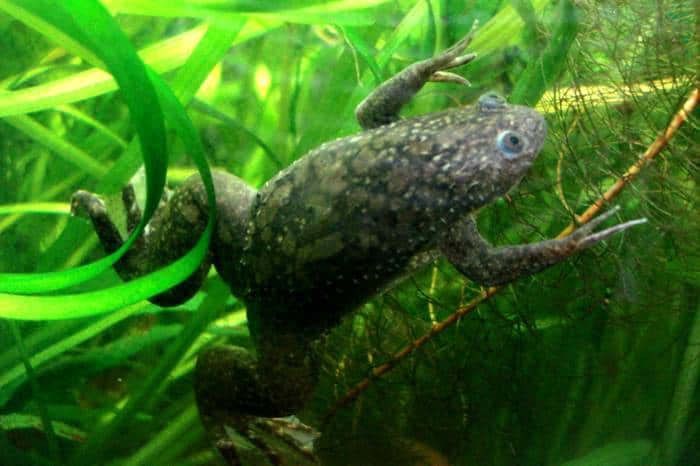 A normal African clawed frog. “It’s exciting to see that the drugs we selected were helping to create an almost complete limb,” said Nirosha Murugan. Photo: Pouzin Olivier, via Creative Commons