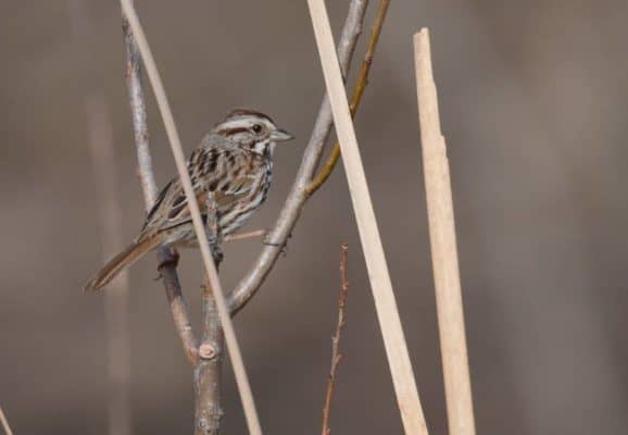 Male song sparrows memorize a 30-minute playlist of their recently belted tunes and use that information to curate both their current playlist and the next one. (Andy Reago and Chrissy McClarren, via Wikimedia Commons)