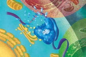 The role of ribosomes in age-related diseases