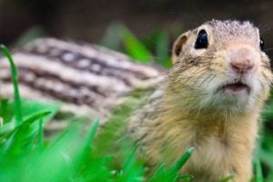 Like many hibernators, thirteen-lined ground squirrels retain muscle tone and healthy gut microbiomes through hibernation even though they aren’t eating or moving around. Their success at rest may help humans make long space voyages. Photo by Rob Streiffer