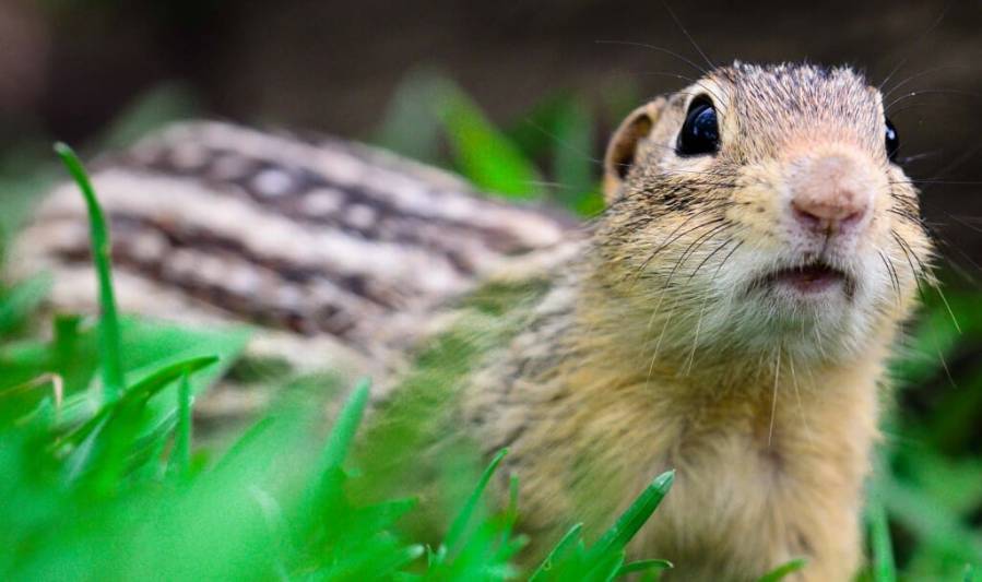 Like many hibernators, thirteen-lined ground squirrels retain muscle tone and healthy gut microbiomes through hibernation even though they aren’t eating or moving around. Their success at rest may help humans make long space voyages. Photo by Rob Streiffer