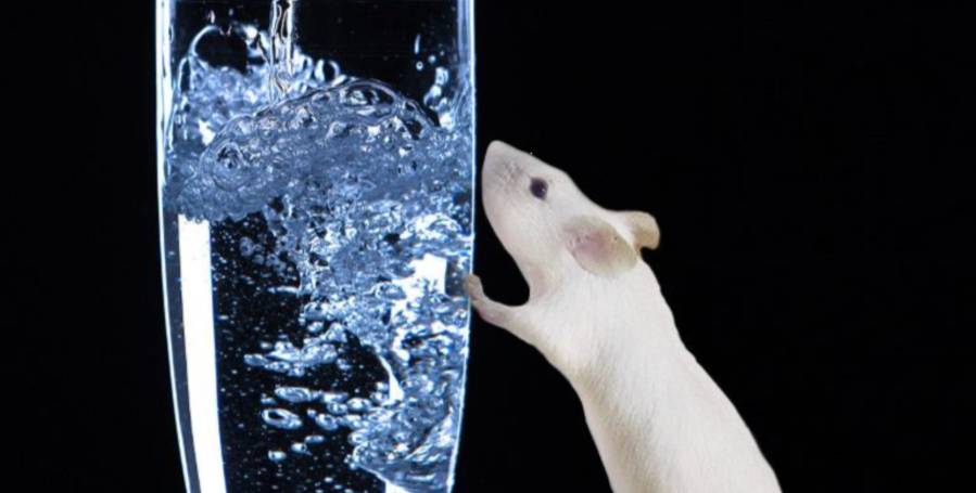 Mouse with glass of water