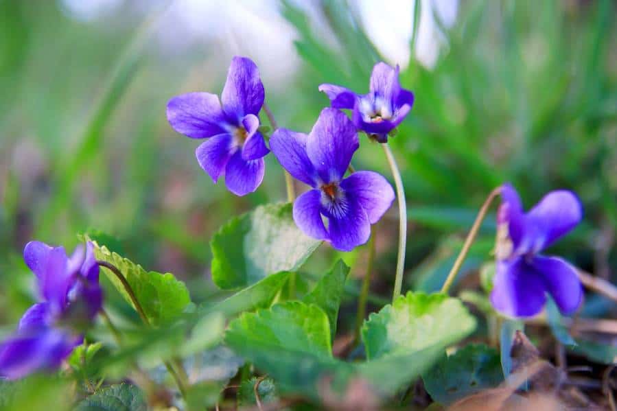 A circular peptide derived from violets could lead to new approaches in treating glioblastoma, a highly aggressive form of brain cancer.