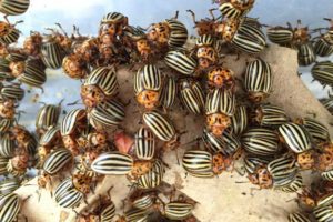 The Colorado potato beetle’s rapid spread, hardiness, and recognizable tiger-like stripes have caught global attention since it began infesting potatoes in the 1800s. Photo: Zach Cohen