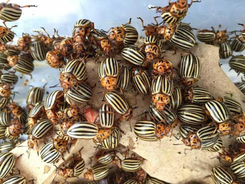 The Colorado potato beetle’s rapid spread, hardiness, and recognizable tiger-like stripes have caught global attention since it began infesting potatoes in the 1800s. Photo: Zach Cohen