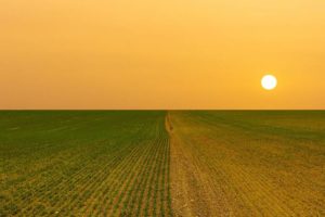 If we can engineer crops that are more drought tolerant, maybe we can produce the same things with fewer resources, says Brophy. | iStock/studio 23