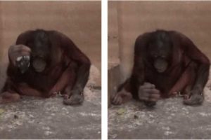 Loui (the juvenile male orangutan) using the core as an active element to vertically strike on the concrete floor of the testing room during the Flake Trading condition of Experiment 2.