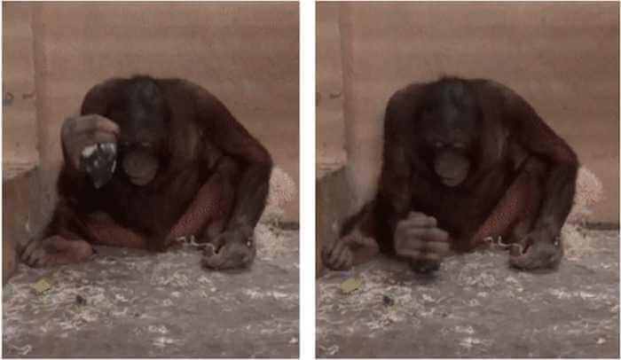 Loui (the juvenile male orangutan) using the core as an active element to vertically strike on the concrete floor of the testing room during the Flake Trading condition of Experiment 2.