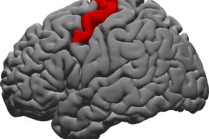 Image highlights the dorsal precentral gyrus (in red), crossing the folded front surface at the top of the brain.