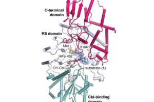 According to new research, the enzyme tokK, illustrated here, helps synthesize a chain of methyl groups that allows antibiotics called carbapenems to circumvent antibiotic resistance. Credit: Knox et al., 2022. All Rights Reserved.