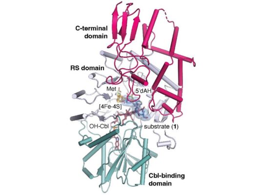 According to new research, the enzyme tokK, illustrated here, helps synthesize a chain of methyl groups that allows antibiotics called carbapenems to circumvent antibiotic resistance. Credit: Knox et al., 2022. All Rights Reserved.