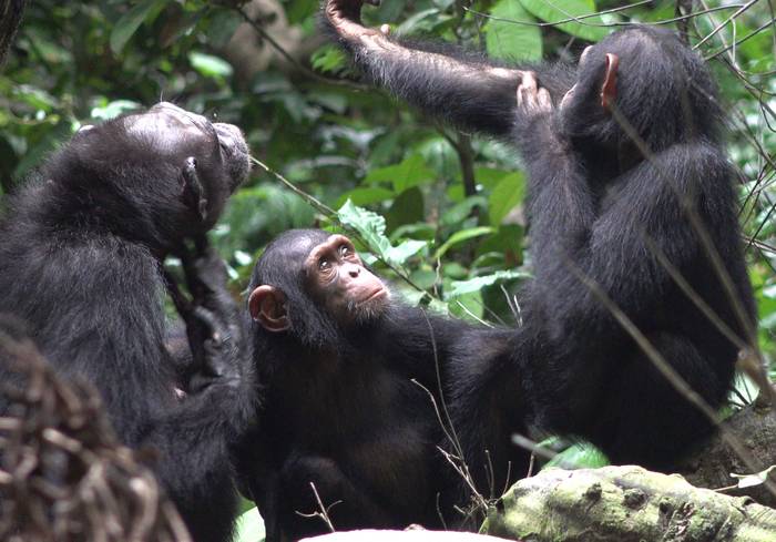 Three chimps