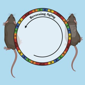Mobile rejuvenation remedy safely reverses indicators of growing old in mice – ScienceBlog.com