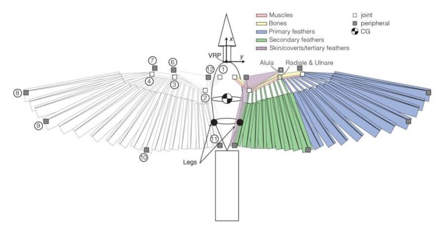 Birds included in the study were modeled as a composite of 232 simple geometric shapes to identify stable and unstable wing configurations. The study showed that rather than evolving toward instability for increased maneuverability, bird agility comes from the ability to switch quickly between stable and unstable gliding. Image credit: Christina Harvey