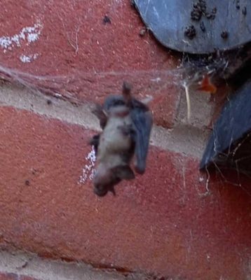 Pipistrelle bat entangled in a False Widow Spider's web