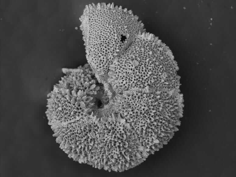 The carbon composition of sand grain-sized shells left behind 56 million years ago by single-cell ocean organisms called foraminifera — like this one from foram species Morozovella allisonensis — helped UW–Madison researchers describe a likely catastrophic collapse of the marine food web during a global warming very similar to the one we are embarking on now. IMAGE BY BRITTANY HUPP