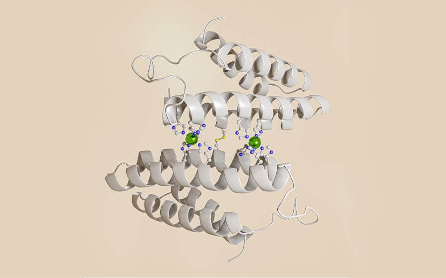 The structure of the designed metalloprotein with selective metal binding sites. Credit: Chung-Jui Yu