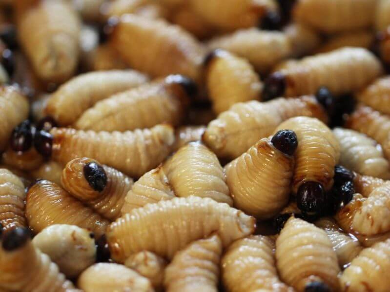Eating palm weevil grubs like these would be one way to get protein into the diet of people in the tropics in a nuclear winter, according to the researchers. Credit: GettyImages Biggereye. All Rights Reserved.