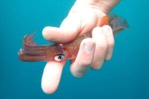 A California market squid caught in Monterey Bay, California, in 2017. At the time this picture was taken, the same species was temporarily proliferating over 3,000 kilometers (over 1,800 miles) farther north. (Image credit: Benjamin Burford)