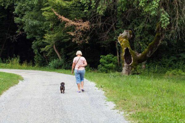 The study suggests there is a health upside for breast cancer survivors, in terms of strengthening natural immunity, to engaging in moderate exercise such as a daily walk.