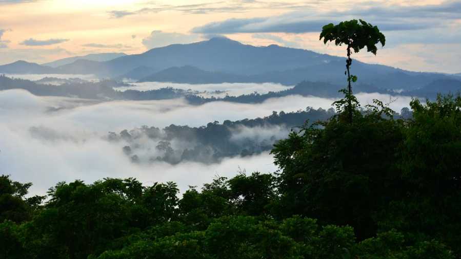 Borneo's endangered rainforests are biodiversity hotspots that have existed for at least four million years, according to a new leaf fossil study led by Peter Wilf. Credit: Adobe Stock. All Rights Reserved.