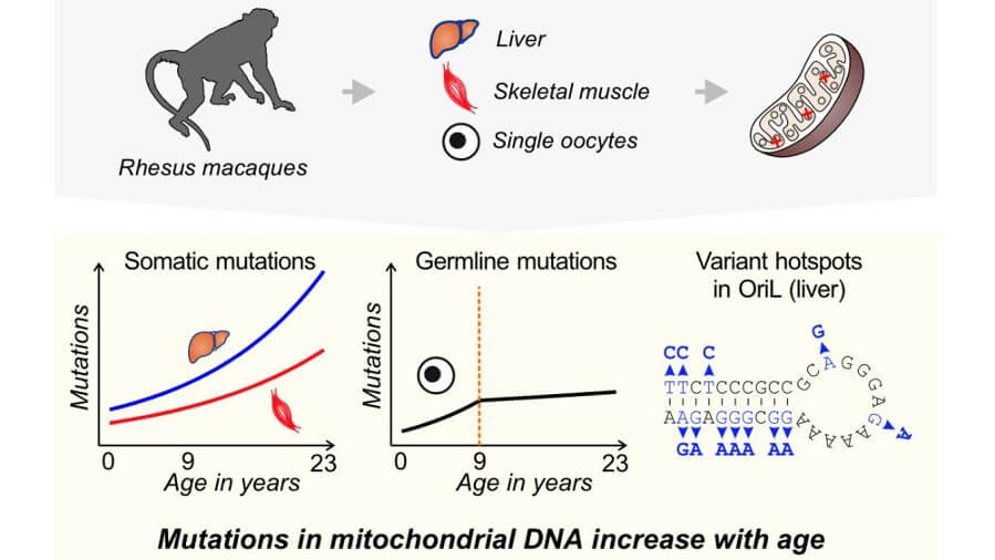 A new study shows that mutation frequencies in mitochondrial DNA are lower, and increase less with age, in the precursors of egg cells than in the cells of other tissues in a primate. Mitochondrial DNA was sequenced in liver, skeletal muscle, and single oocyte samples from 1- to 23-year-old rhesus macaques. New mutations increased with age the fastest in liver, and the slowest in oocytes. Mutation frequency in oocytes increased only until the age of 9 years. The light-strand origin of replication (OriL), the region responsible for copying the mitochondrial genomes, was found to be a hotspot of mutation accumulation with aging in liver. Credit: Barbara Arbeithuber. All Rights Reserved.