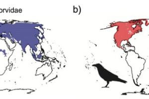 World distributions of (a) all species of Corvidae excluding Corvus and (b) all species of Corvus.