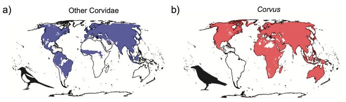 World distributions of (a) all species of Corvidae excluding Corvus and (b) all species of Corvus.