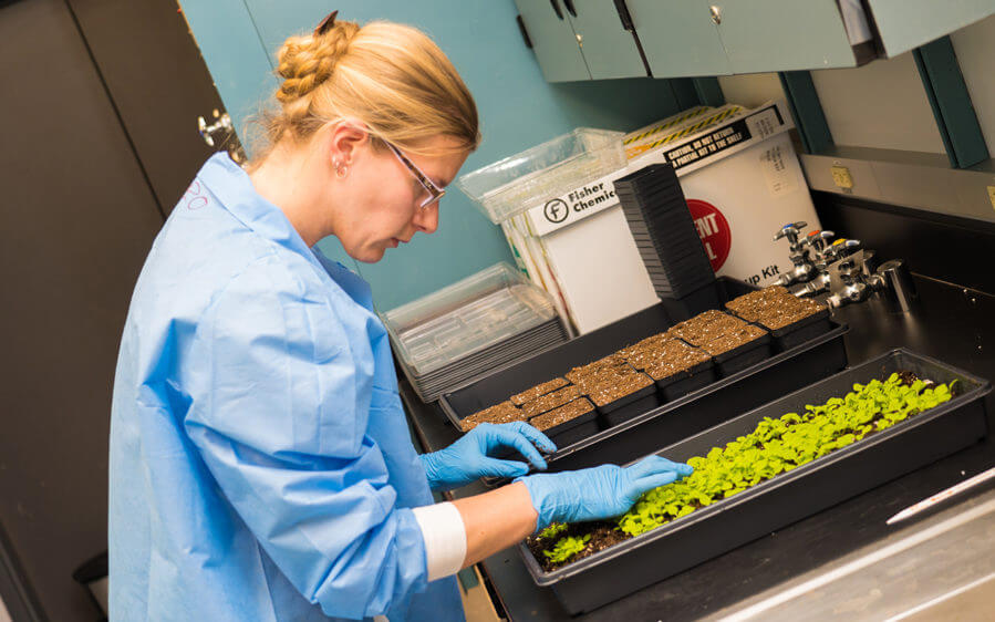 Veronique Beiss, who is the study’s first author, prepares a tray of plants to produce cowpea mosaic virus nanoparticles. Photo by David Baillot/UC San Diego Jacobs School of Engineering