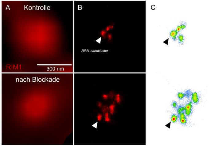 Plasticity of neuronal communication elicited by 48-hour blockade of neuronal activity correlates with the number of RIM molecular clusters in the active zone. Column A is imaged with widefield illumination; column B is imaged with dStorm microscopy; column C shows molecular clusters.